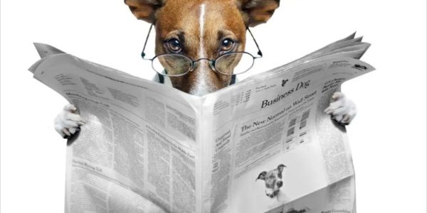 Dog reading newspaper