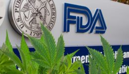 FDA CBD warning dog owners