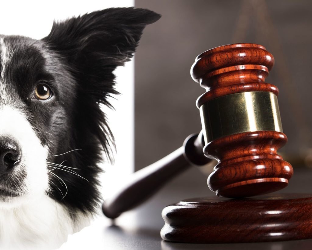 pet ins law