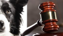 pet ins law