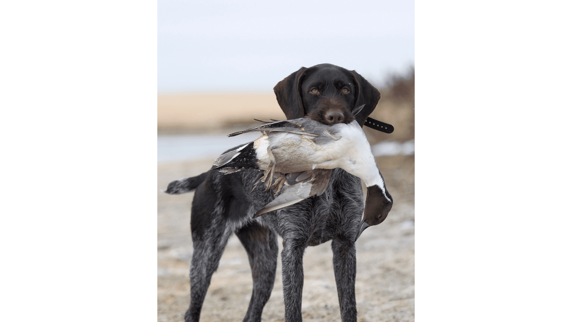 german-shorthaired-pointer-bird-mouth